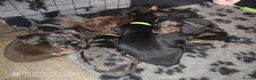Dachshund dogs for sale: Wirehaired x smooth Dachshund LAST 2 LEFT!!!! - Advert 1
