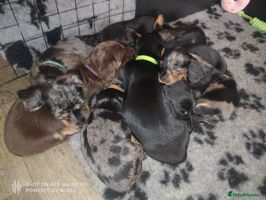 Dachshund dogs for sale: Wirehaired x smooth Dachshund LAST 2 LEFT!!!! - Advert 1