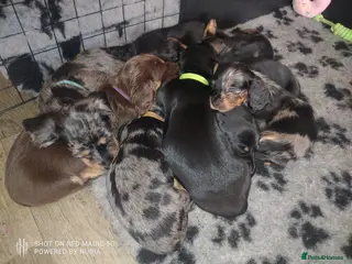 Dachshund dogs Wirehaired x smooth Dachshund - Advert 9