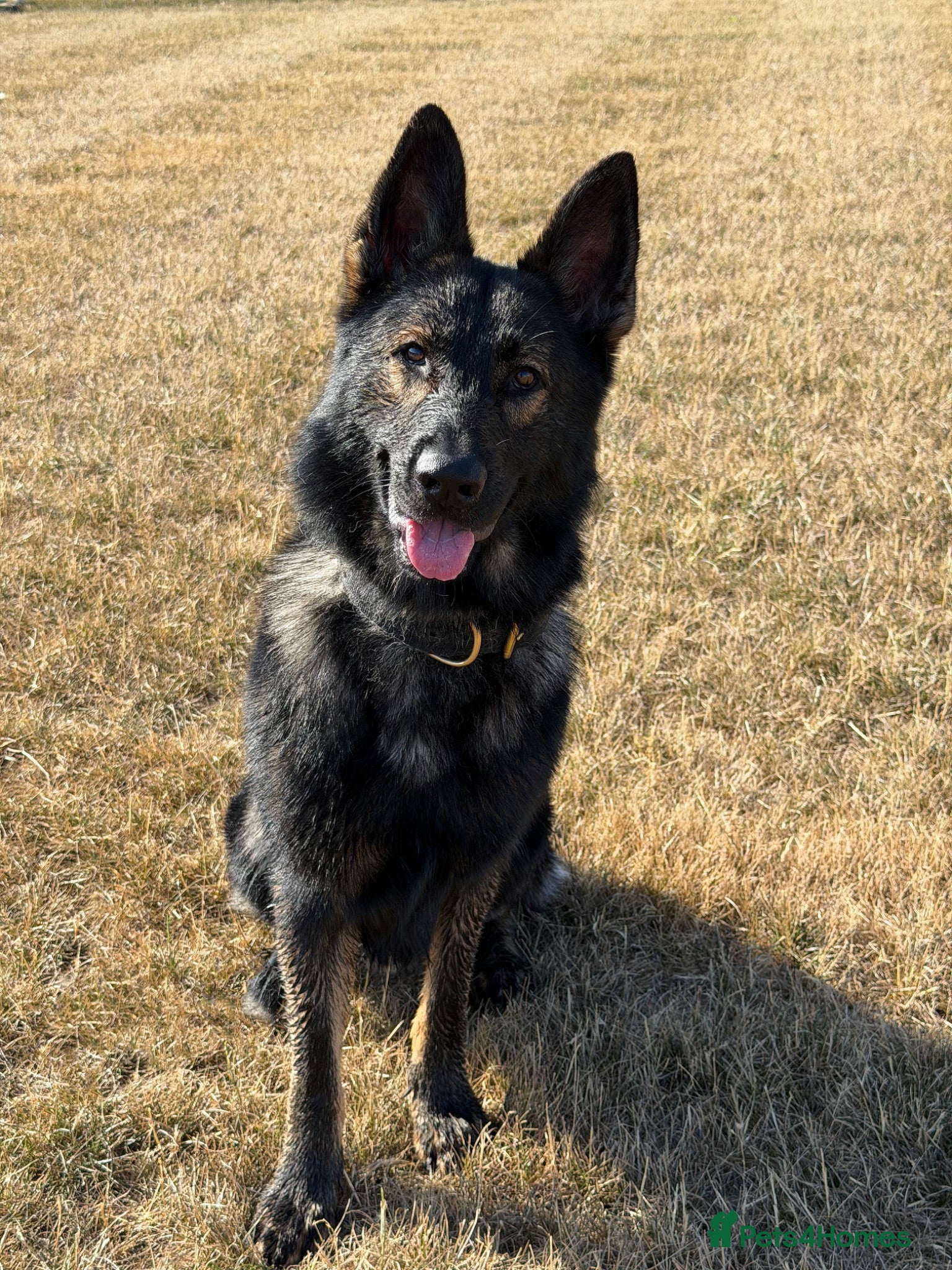 German Shepherd dogs KC registered German Shepard  - Advert 2