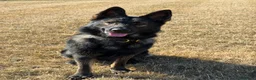 German Shepherd dogs for sale: KC registered German Shepard  in Dunmow - Advert 2