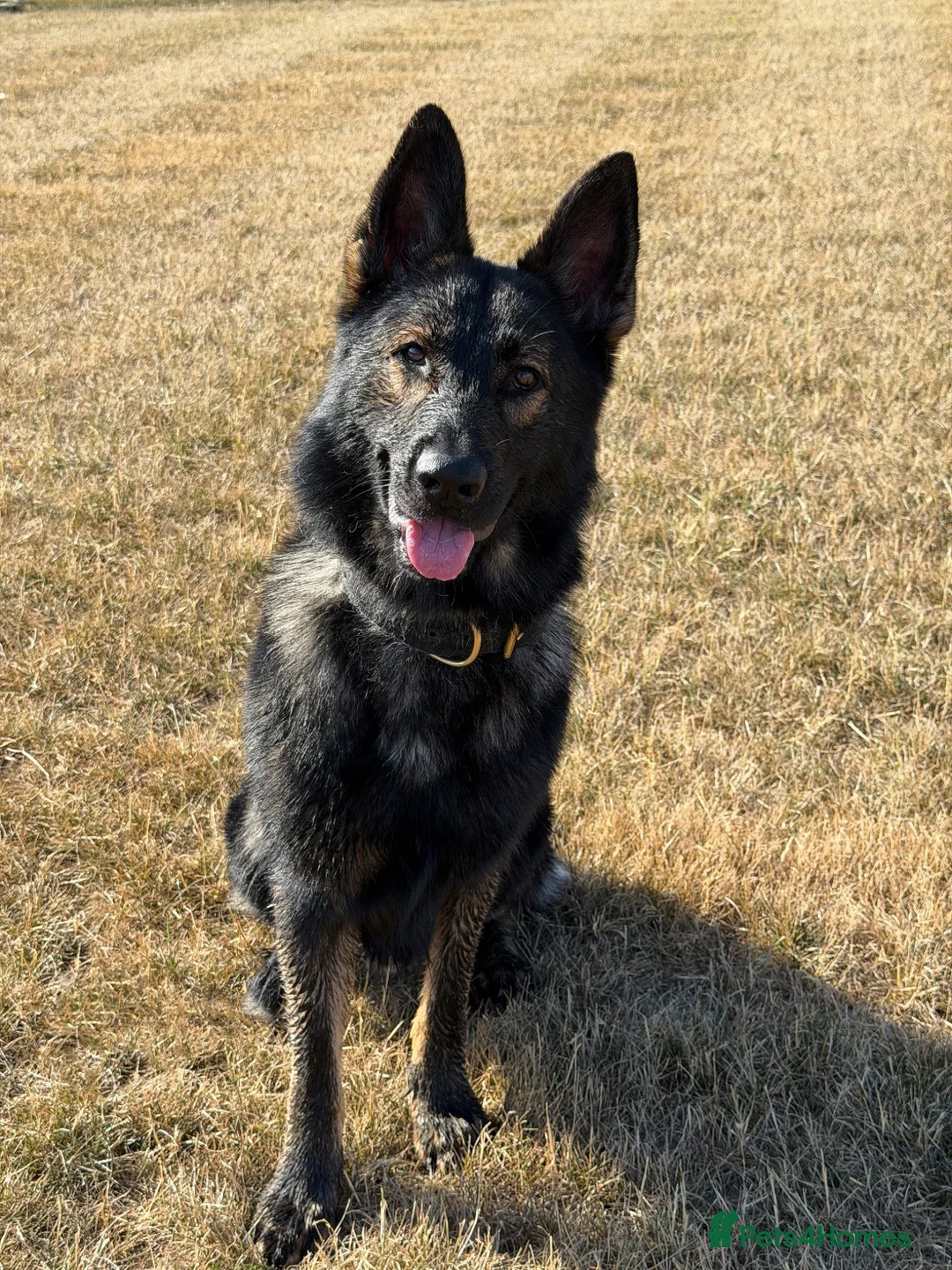 German Shepherd dogs for sale: KC registered German Shepard  in Dunmow - Advert 2