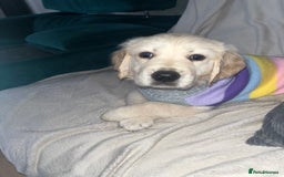 Golden Retriever dogs for sale: Beautiful KC Golden Retriever Babies  - Image 19