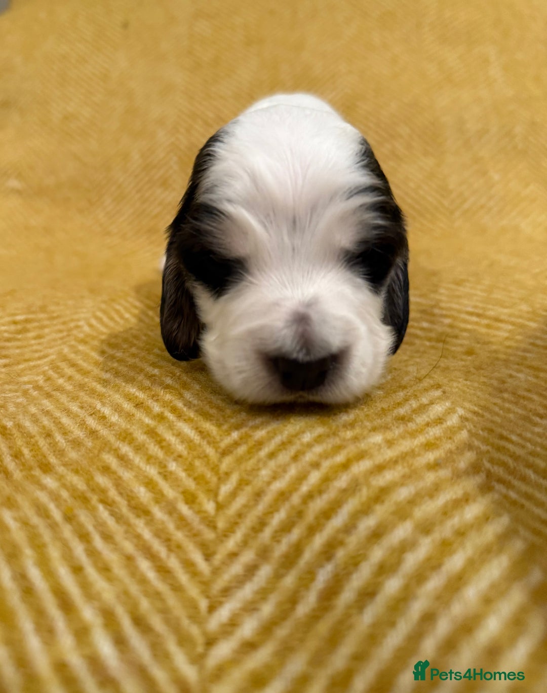 Cocker Spaniel dogs for sale: Stunning Show Cocker Spaniel litter  - Advert 4