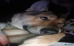 Shepsky dogs for sale: Adorable Friendly Shepsky Needs A New Home - Image 11