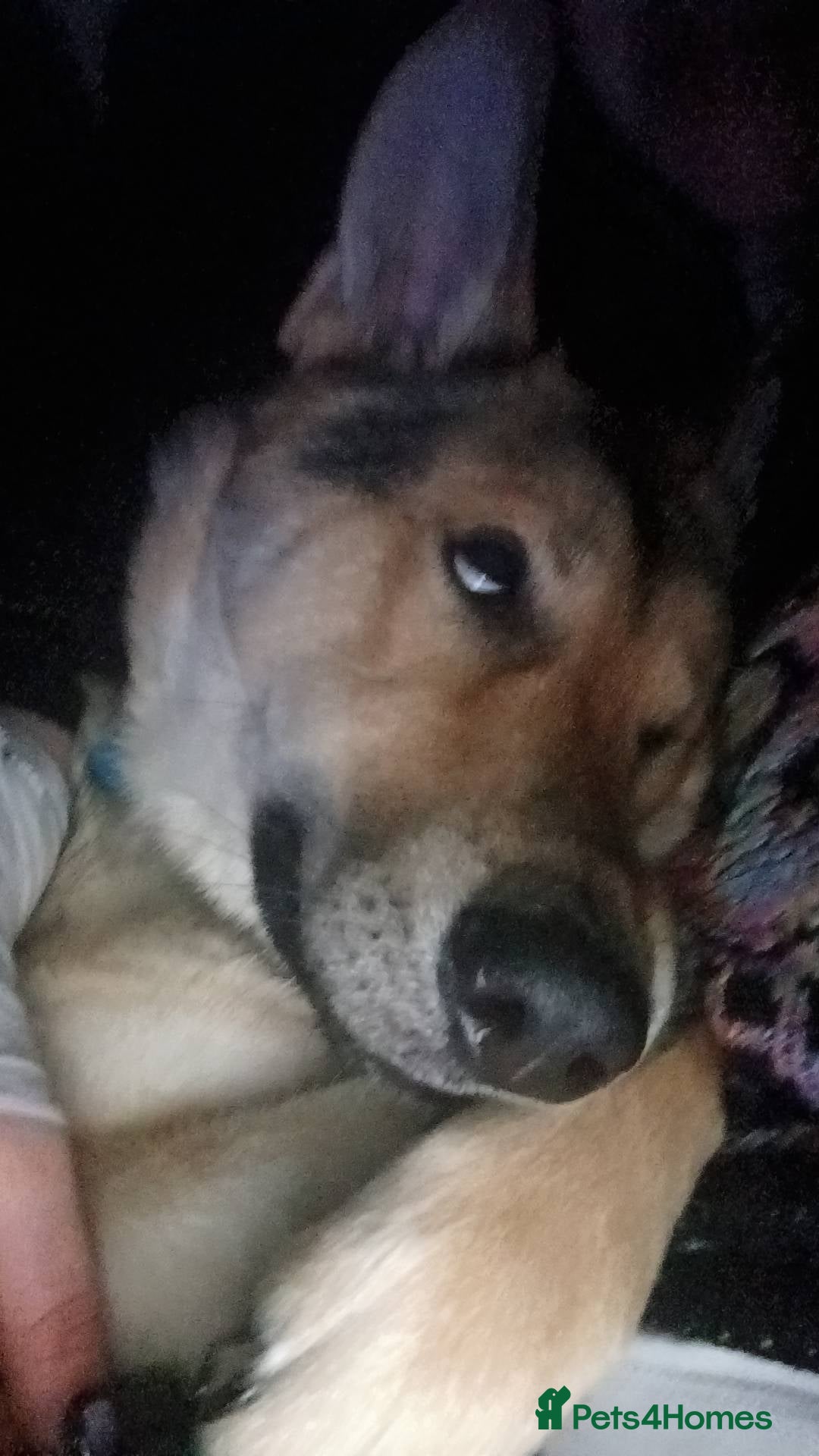 Shepsky dogs for sale: Adorable Friendly Shepsky Needs A New Home - Image 11