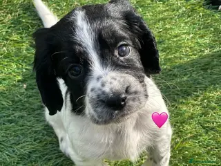 Cocker Spaniel dogs Outstanding Cocker Spaniel Puppies - Advert 9