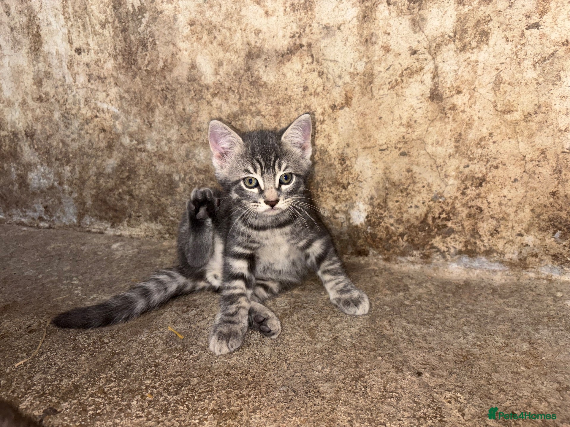Mixed Breed cats Beautiful litter of active and playful farm kitten - Advert 1