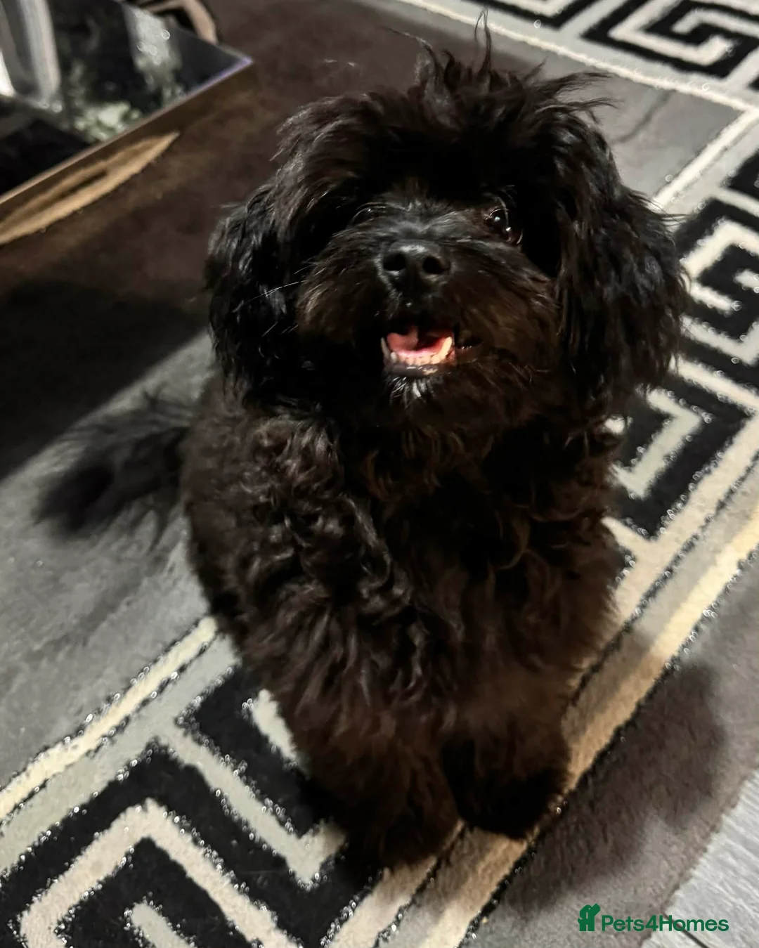 Pomapoo dogs for sale: Pomapoo - Advert 4