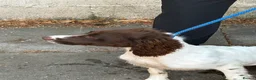 English Springer Spaniel dogs for sale: Springer spanial dog - Advert 2