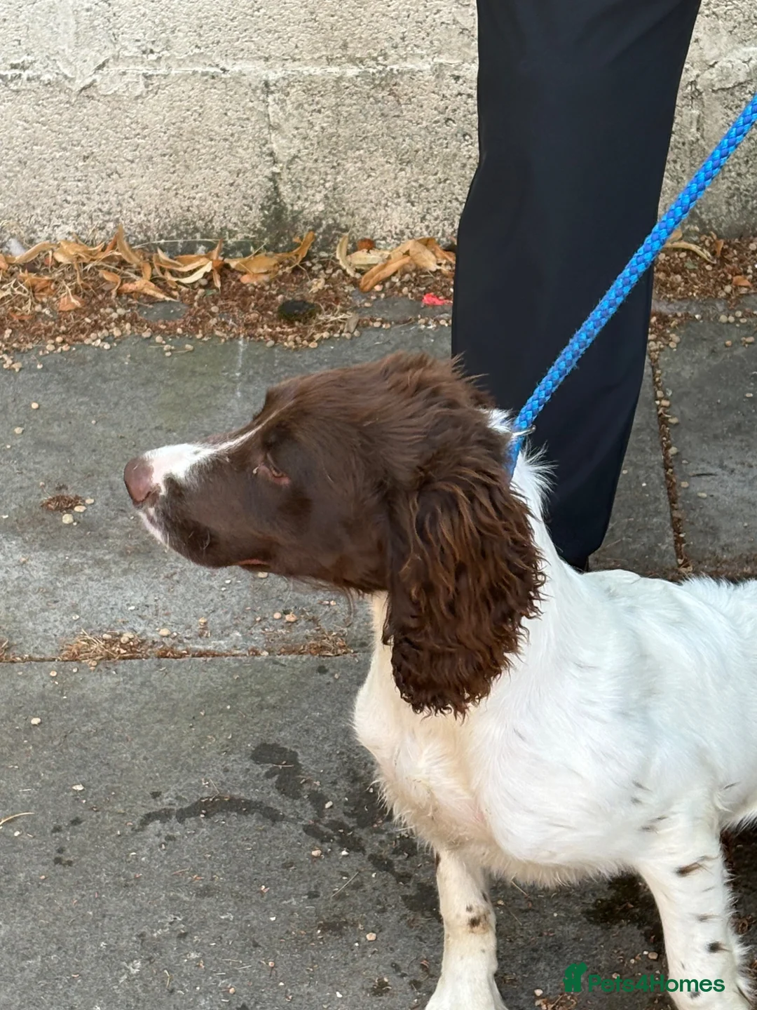 English Springer Spaniel dogs for sale: Springer spanial dog - Advert 2