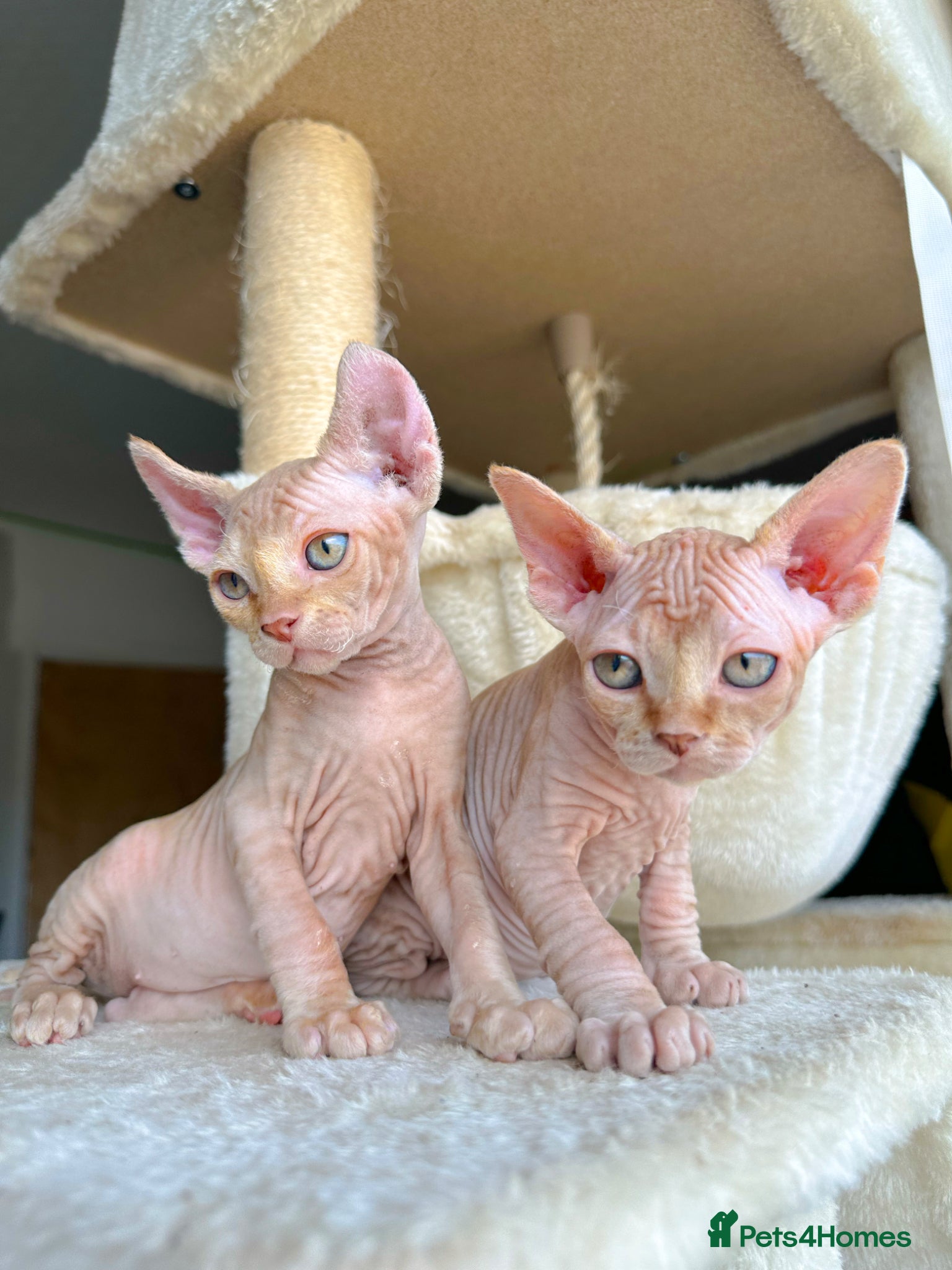 Sphynx cats Champion sphynx kittens  - Advert 5