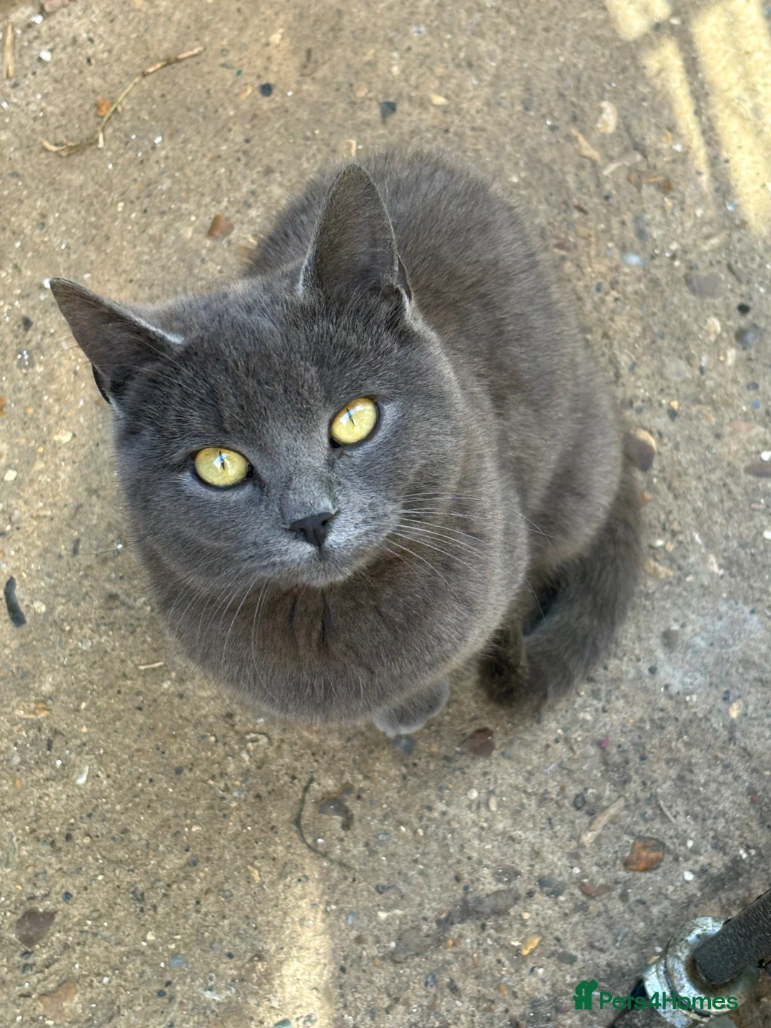 British Shorthair cats for sale: Blue BSH 6 month old Tom  - Advert 2