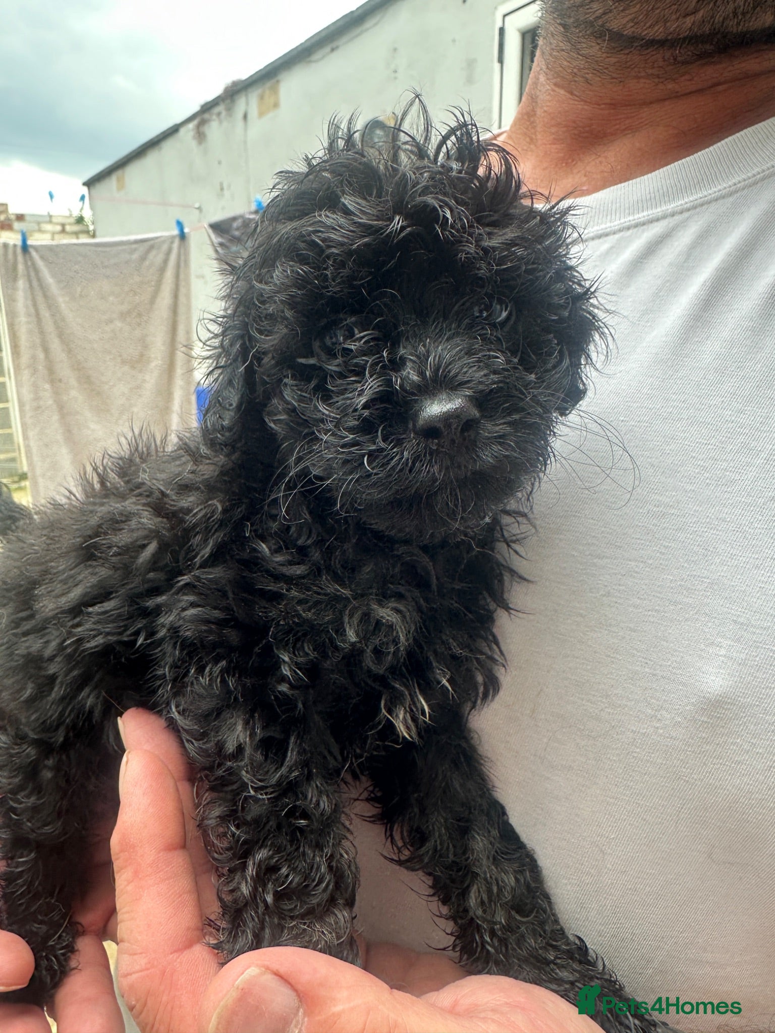 Cavapoo dogs Male toy poodle / Cavapoo puppy for sale  - Advert 1