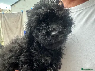 Cavapoo dogs Male toy poodle / Cavapoo puppy for sale - Advert 1