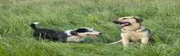 Mixed Breed dogs for adoption: SWEET OSCAR READY FOR HIS FOREVER FAMILY - Advert 4