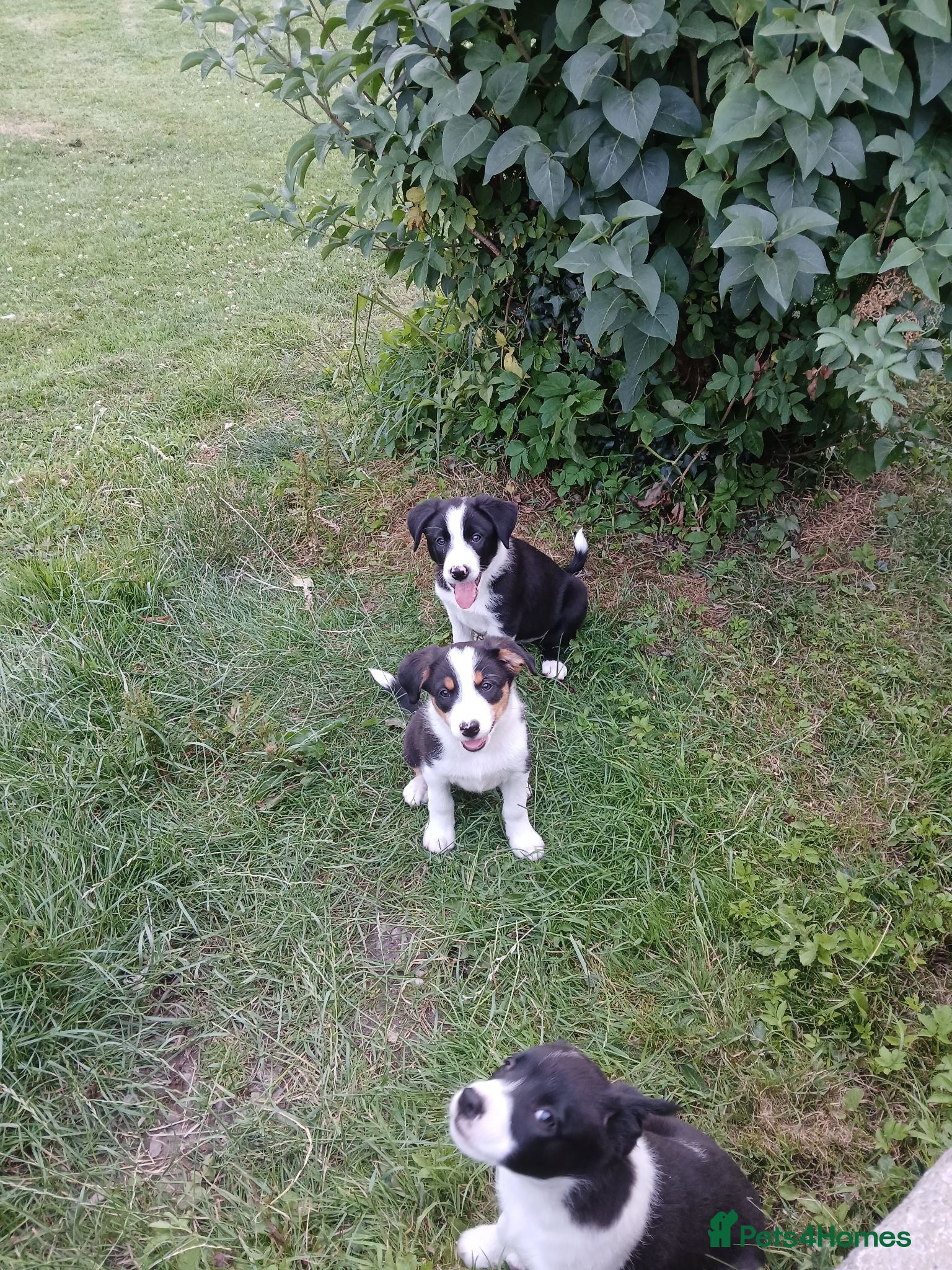 Border Collie dogs **Border Collie Pups for Sale** - Advert 1