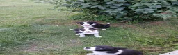 Border Collie dogs for sale: Border collie pups for sale - Advert 4
