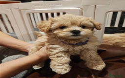 Maltipoo dogs for sale: Maltipoo F1 Toy Size, KC Parents, DNA Tested Clear - Image 13
