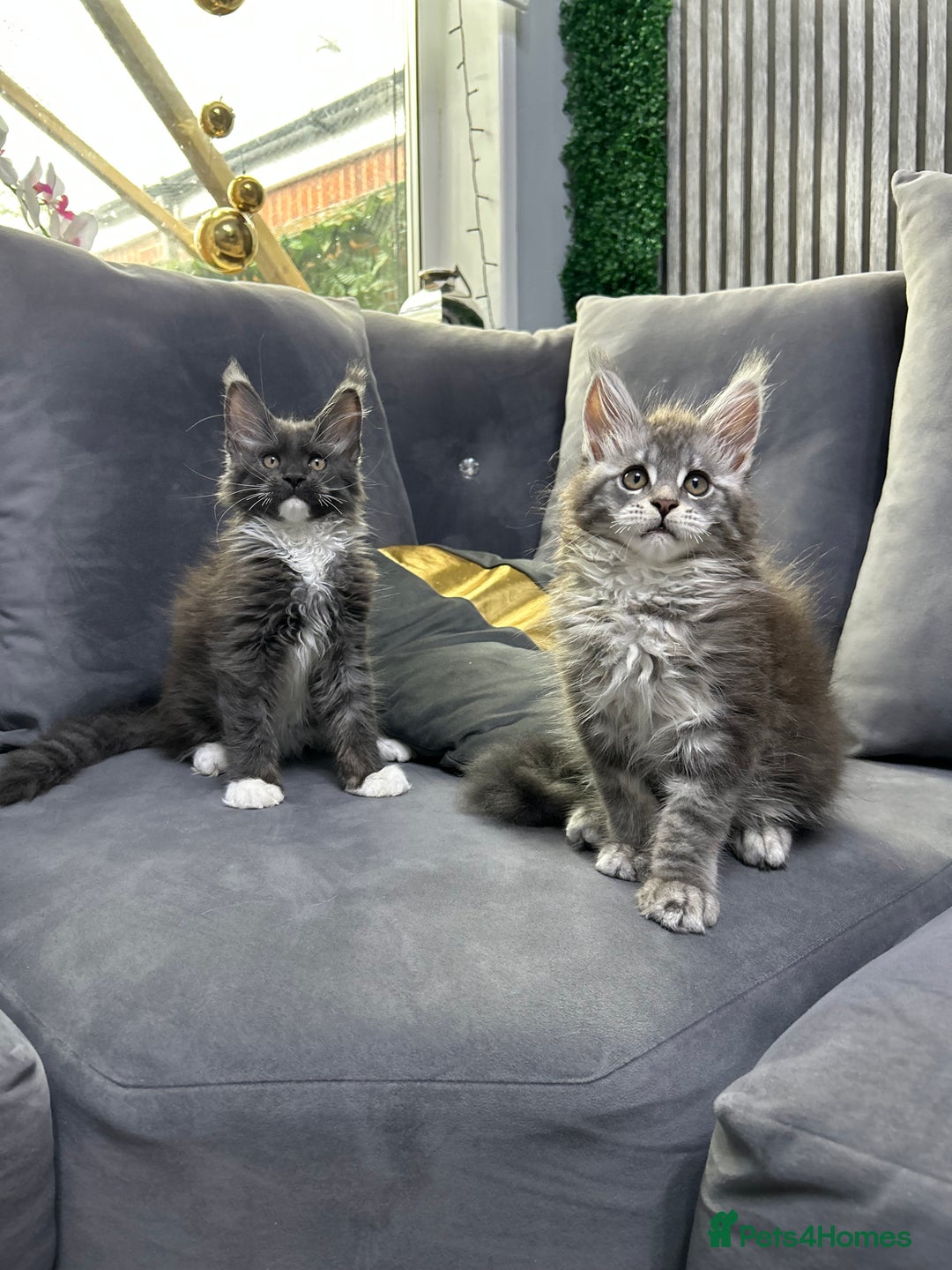 Maine Coon cats for sale: Maine Coon kitten  - Image 2