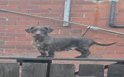 Dachshund dogs for sale: Min dachshund x teckel ( standered dachshund) - Image 32
