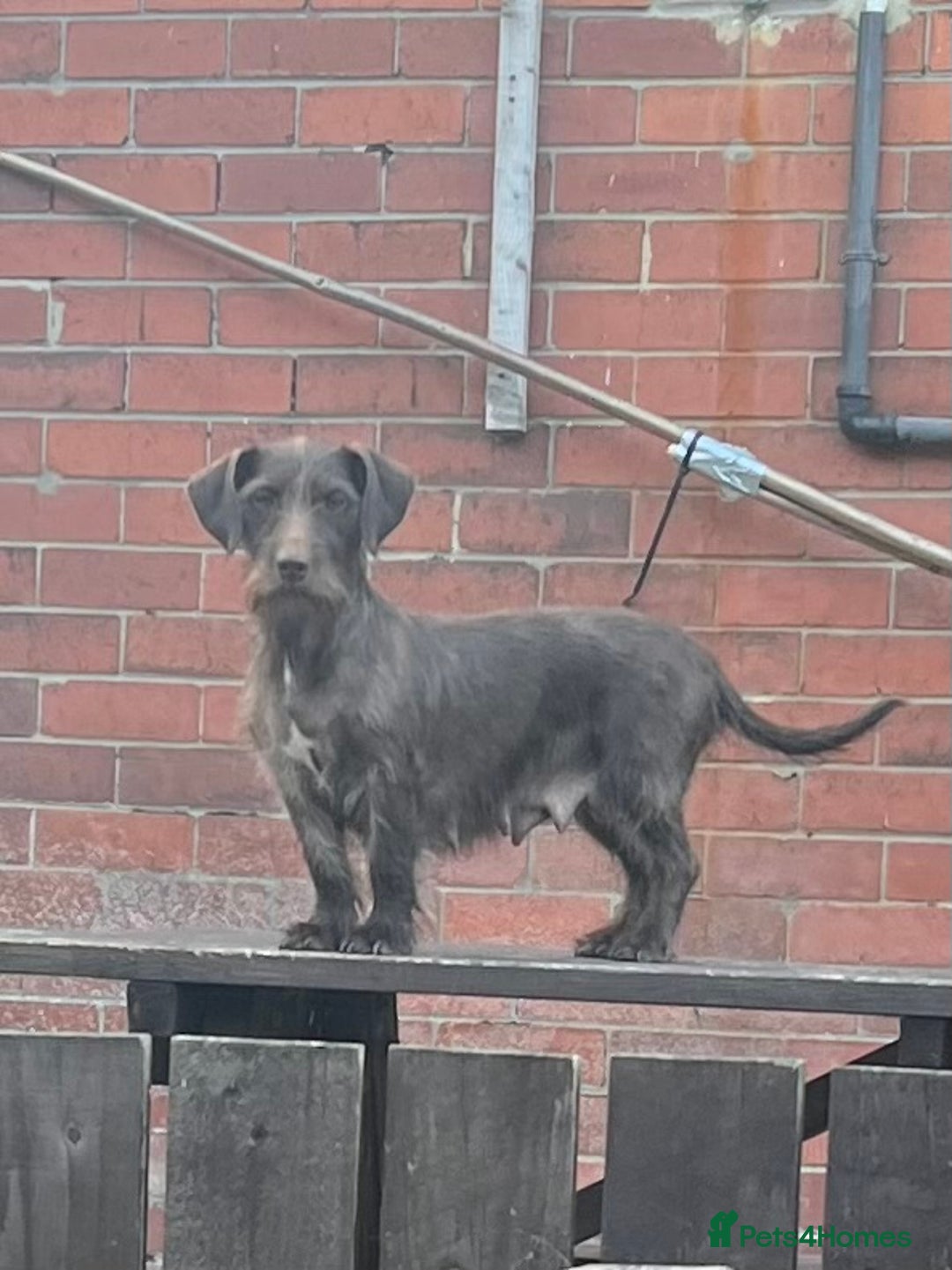 Dachshund dogs for sale: Min dachshund x teckel ( standered dachshund) - Image 32