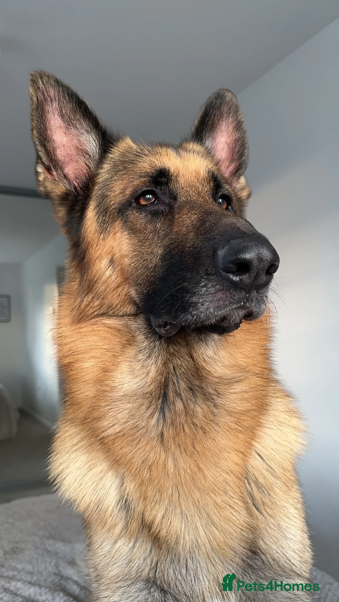 German Shepherd dogs for stud: For Stud Only in Newton-le-Willows - Advert 4