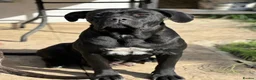 Cane Corso dogs for sale: Cane corso 10 weeks old £700  - Advert 5