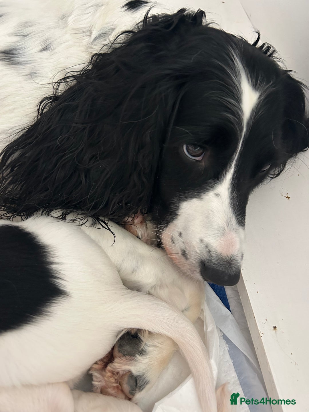English Springer Spaniel dogs for sale: KC Registered English Springer Spaniel Puppies - Image 13