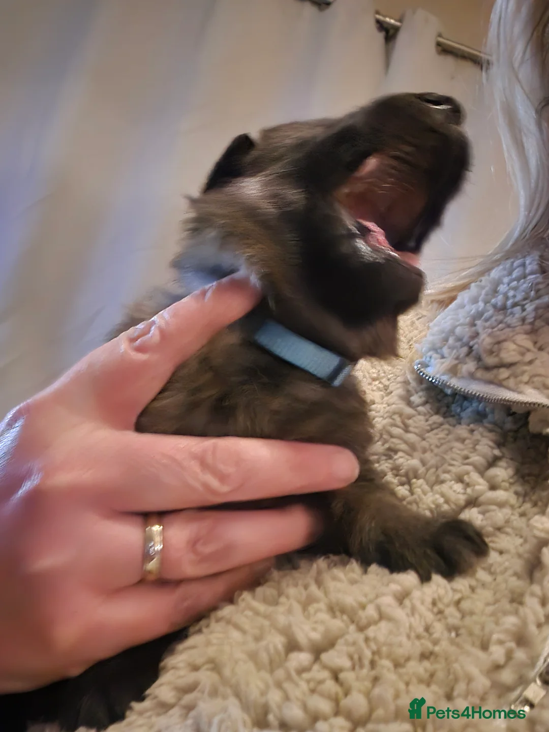 German Shepherd dogs for sale: German shepherd puppies - Advert 6