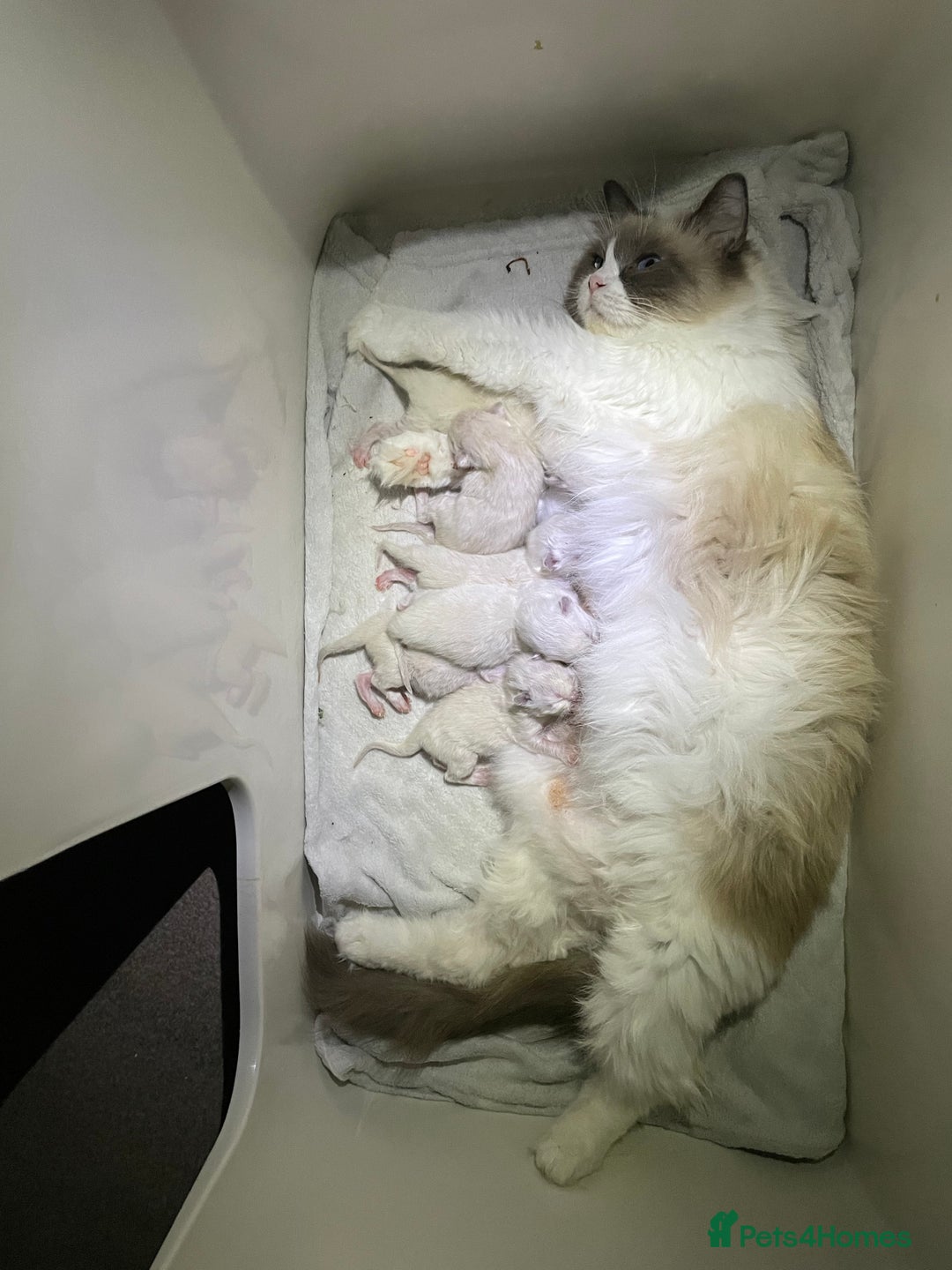 Ragdoll cats for sale: Irresistable Blue Mitted Ragdoll Kittens🙀😻🙀 - Image 36