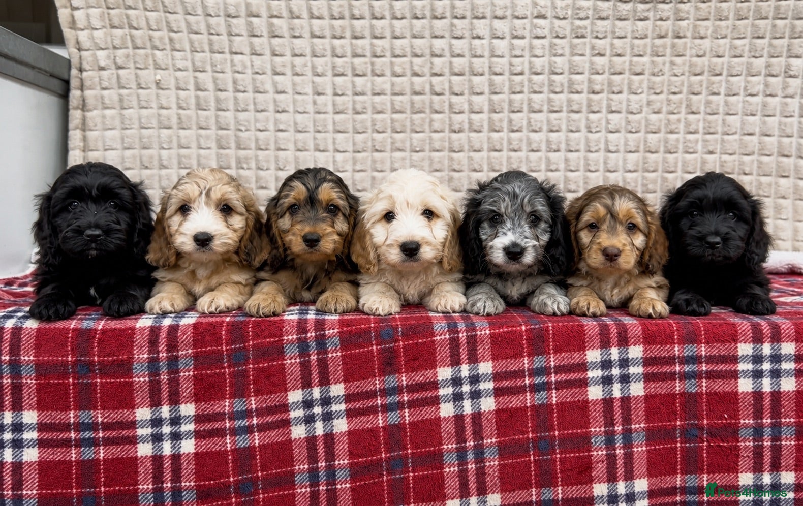 Cockapoo dogs STUNNING COCKAPOO PUPPIES READY NOW  - Advert 1