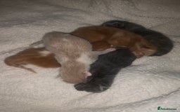 Mixed Breed cats for sale: 5 gorgeous kitten’s - Image 3