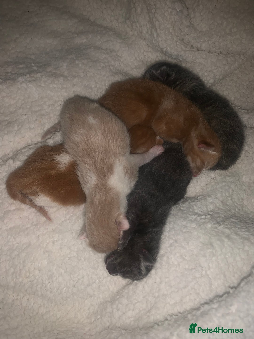 Mixed Breed cats for sale: 5 gorgeous kitten’s - Image 3