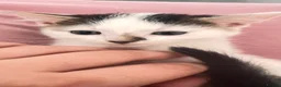 Mixed Breed cats for sale: Small kittens ready now london n9  in London - Advert 20