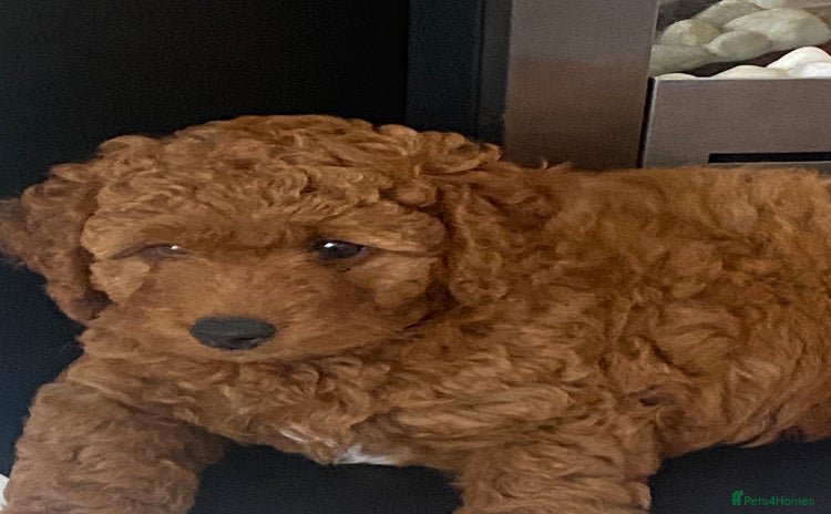 Labradoodle dogs - Advert 1