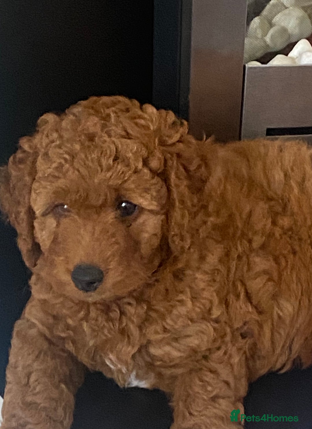 Labradoodle dogs for sale: Stunning red miniature labradoodle puppies - Image 1