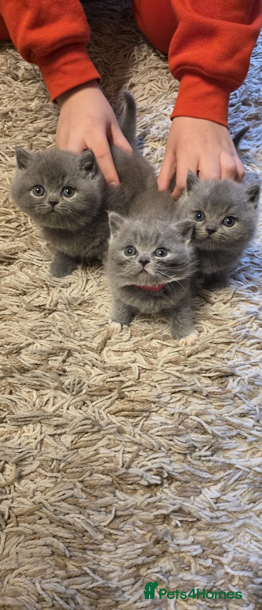 British Shorthair cats Sweet and lovely British shorthair kittens - Advert 3