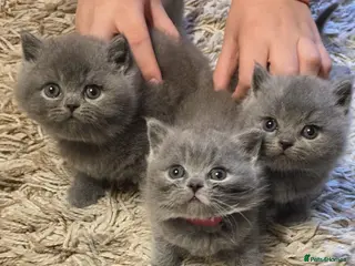 British Shorthair cats Sweet and lovely British shorthair kittens - Advert 1