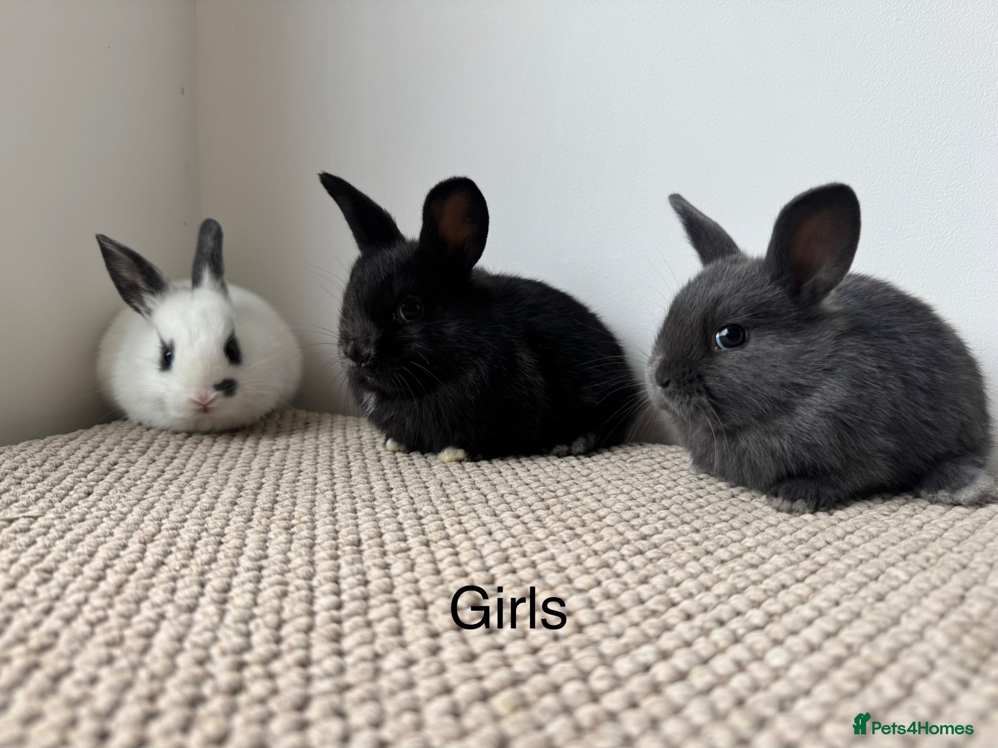 Mixed Breed rabbits Mini Dutch lops  - Advert 11