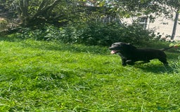 Labrador Retriever dogs for sale: Black Labrador Retriever Puppies - Image 32