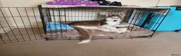 Siberian Husky dogs for sale: Siberian Husky – Looking for a Loving New Home in Edinburgh - Advert 2