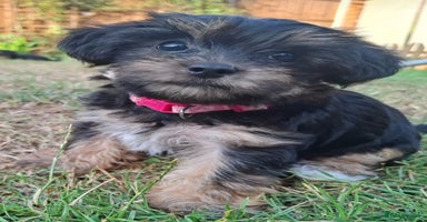 Yorkshire Terrier dogs - Advert 7