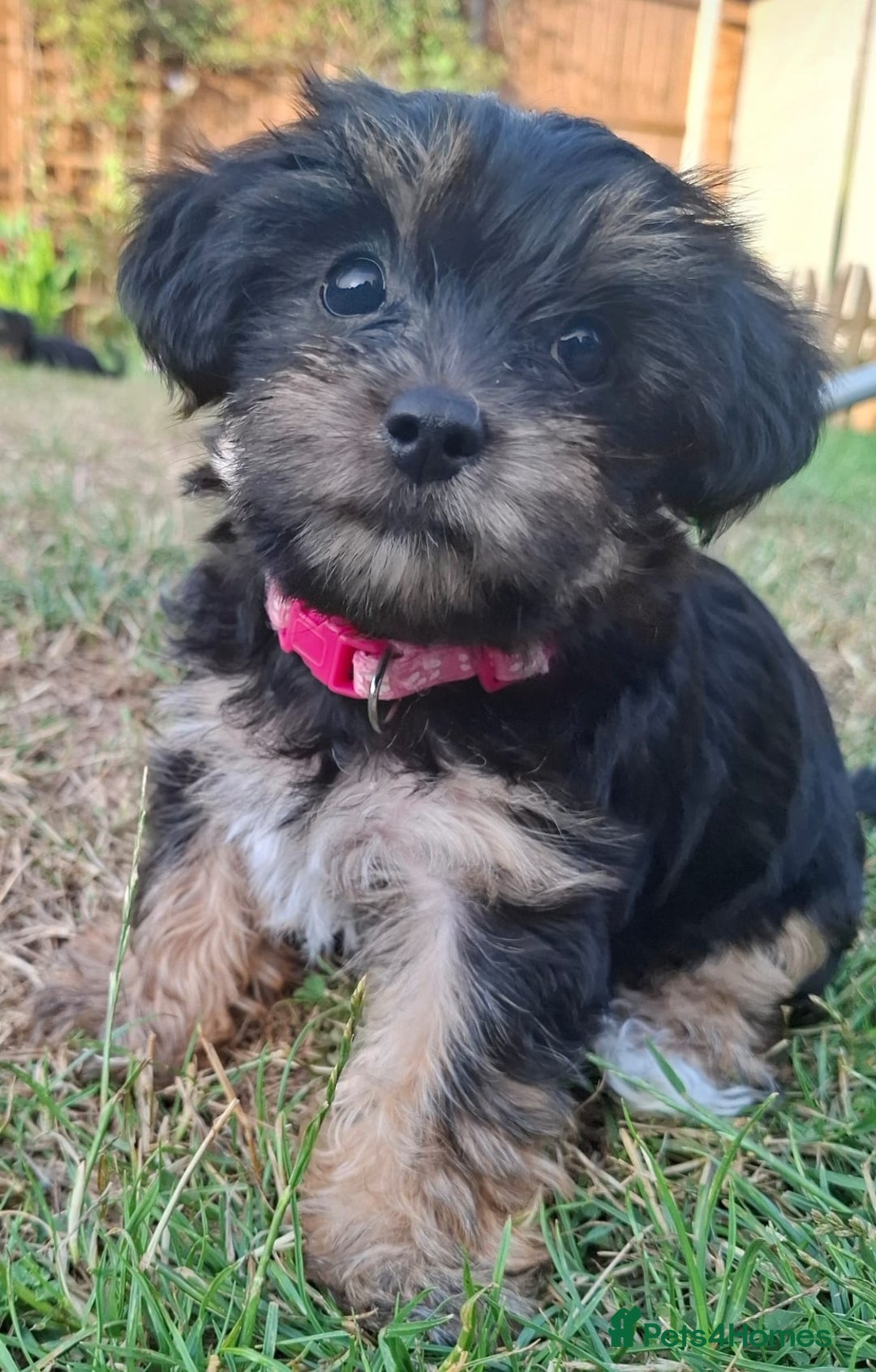 Yorkshire Terrier dogs for sale: 4 Yorkie Dogs looking for a new home.  - Image 2
