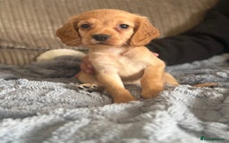 Cocker Spaniel dogs for sale: Stunning kc reg cocker spaniels READY TO LEAVE NOW - Image 10