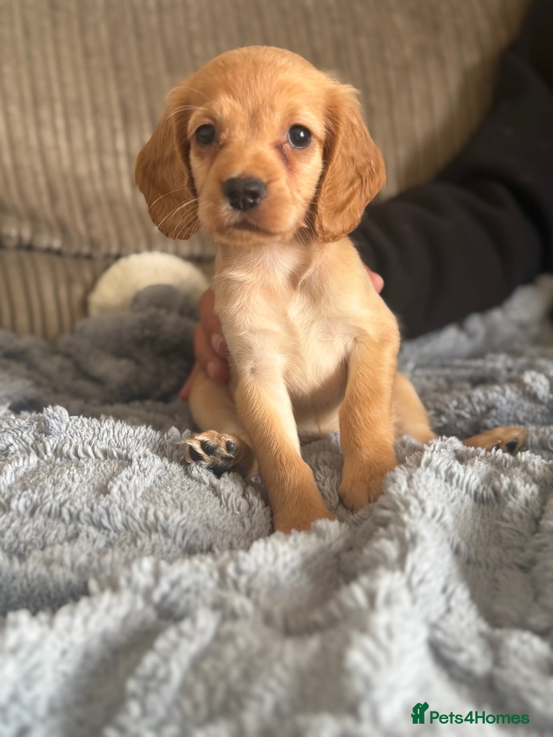Cocker Spaniel dogs for sale: Stunning kc reg cocker spaniels READY TO LEAVE NOW - Image 10