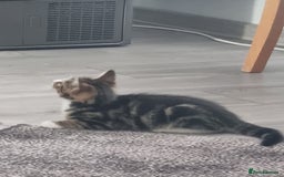 Mixed Breed cats for sale: ******s - Image 10