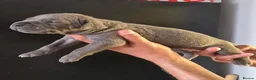 Cane Corso dogs for sale: Cane Corso Puppies for sale  - Advert 5