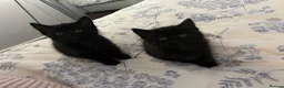 Siamese cats for sale: Siamese mixed kittens  - Advert 9