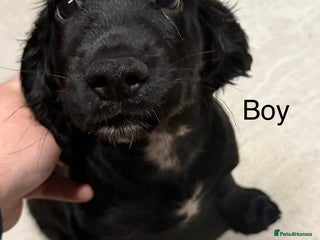 Cocker Spaniel dogs - Advert 36